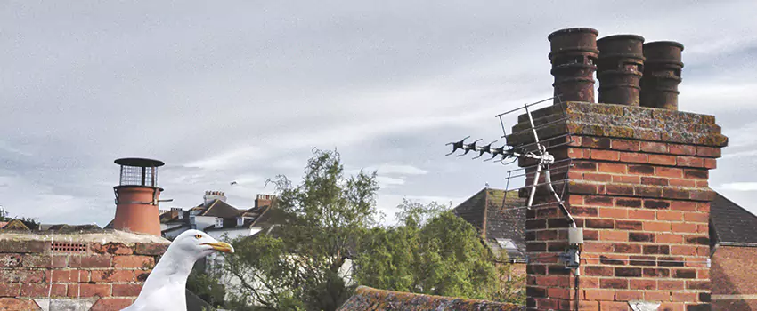 Chimney Cleaning And Restoration in Hybla Valley, Virginia